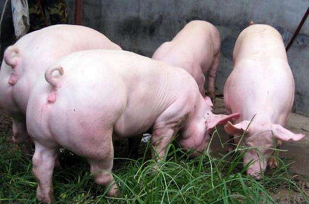 8月21日，國務(wù)院常務(wù)會(huì)議指出“地方要立即取消超出法律法規(guī)的生豬禁養(yǎng)、限養(yǎng)規(guī)定”