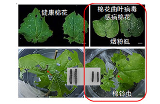 近日，微生物研究所發(fā)現(xiàn)雙生病毒調(diào)控植物免疫平衡實現(xiàn)全新生態(tài)功能