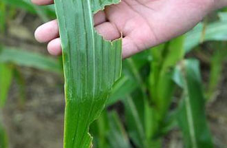 6月4日，農(nóng)業(yè)農(nóng)村部種植業(yè)管理司公開征求關于《一類農(nóng)作物病蟲害名錄》的公眾意見