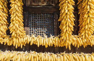 2020中國(guó)農(nóng)民豐收節(jié)，河南省主會(huì)場(chǎng)設(shè)在開(kāi)封市祥符區(qū)西姜寨鄉(xiāng)西姜寨村